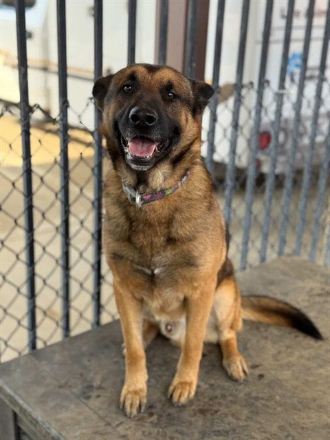 Photo of Morris, adoptable German Shepherd Dog in Riverside, California