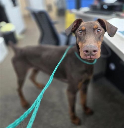 Photo of Mary Jane, adoptable Doberman Pinscher in Dallas, Texas