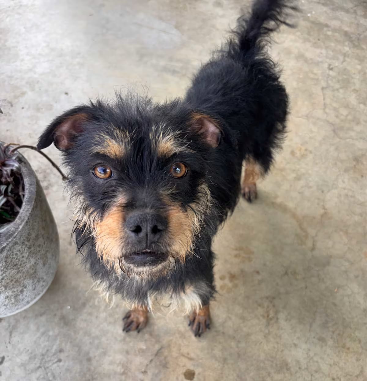 Photo of Tina, adoptable Terrier (Unknown Type, Small) in Corona, California