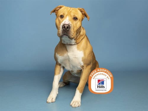 Photo of Zeus, adoptable Chinese Shar-Pei in Phoenix, Arizona