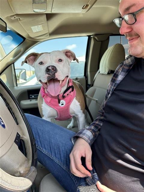 Photo of Sunshine, adoptable American Staffordshire Terrier in San Antonio, Texas
