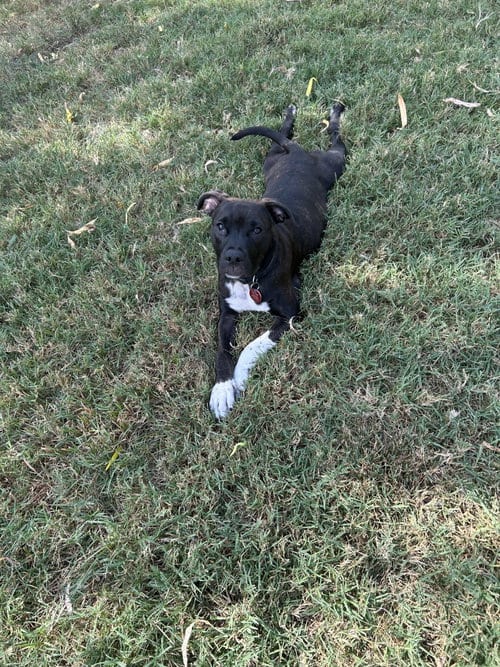 Photo of Abby Cadabby, adoptable Pit Bull Terrier in Nashville, Tennessee