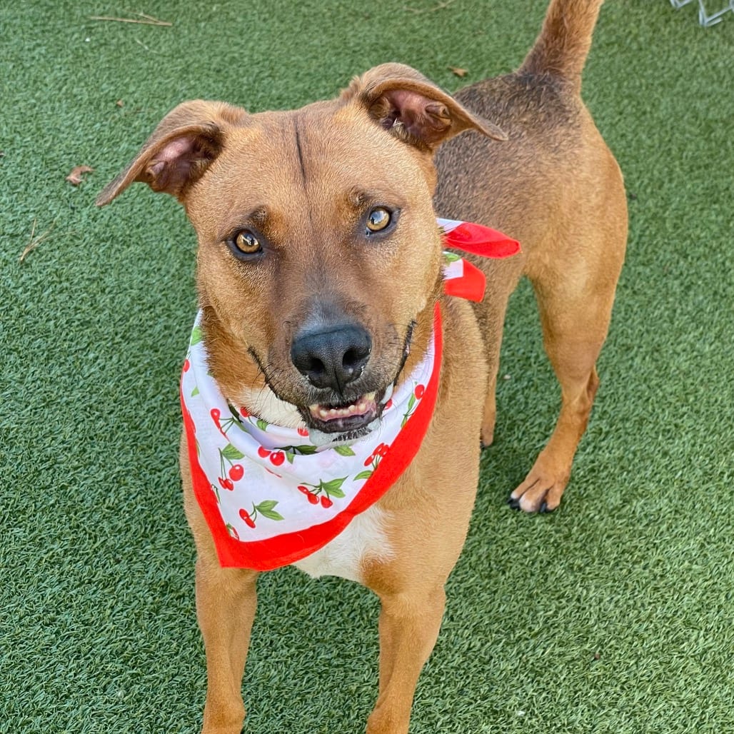 Photo of Penny, adoptable Terrier, American Pit Bull / Mix in Jacksonville, North Carolina