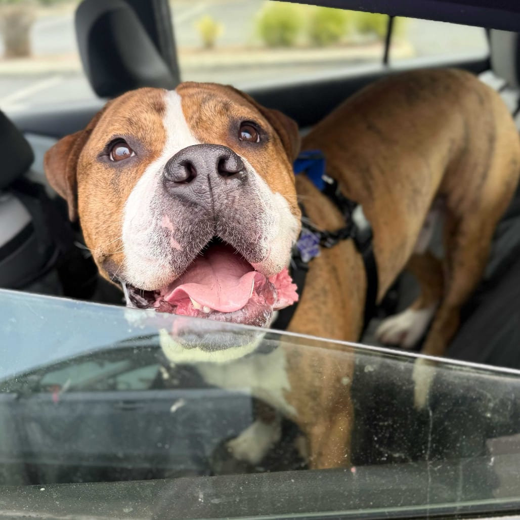 Photo of Hank, adoptable Mixed Breed (Large) in San Francisco, California