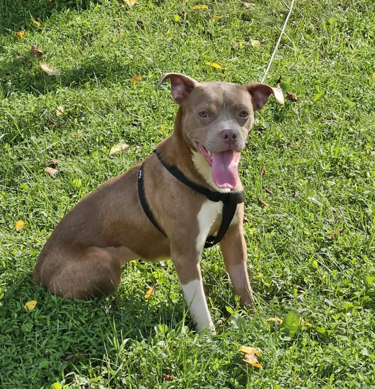 Photo of Raya, adoptable Terrier (Unknown Type, Medium) in Walkersville, Maryland