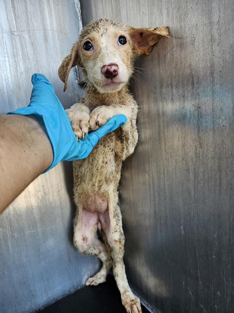 Photo of Nugget, adoptable Labrador Retriever in San Antonio, Texas