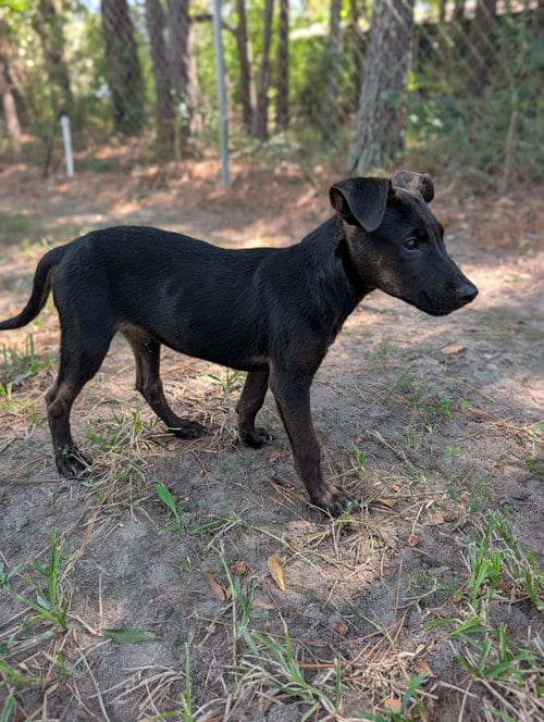 Photo of Tork, adoptable Shepherd in The Woodlands, Texas