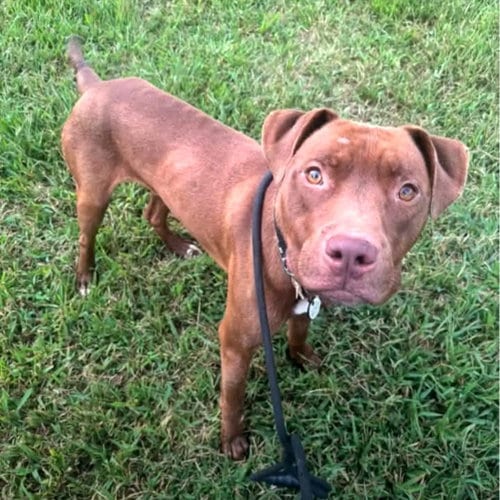 Photo of Landon, adoptable American Pit Bull Terrier in Baltimore, Maryland