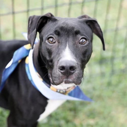 Photo of Usopp, adoptable American Staffordshire Terrier in San Antonio, Texas