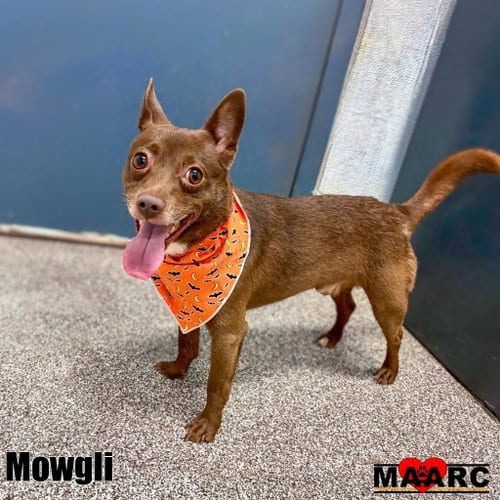 Photo of Mowgli, adoptable Chihuahua in Maryville, Tennessee