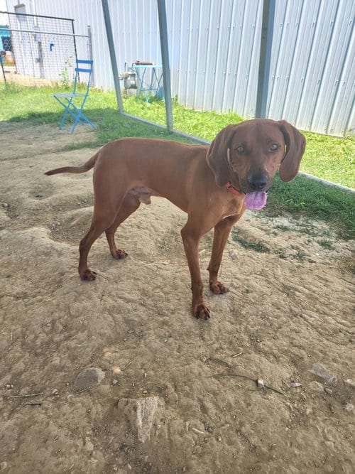 Photo of Tito, adoptable Hound in Evansville, Indiana