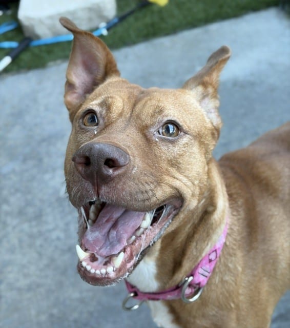 Photo of Bella, adoptable Mixed Breed