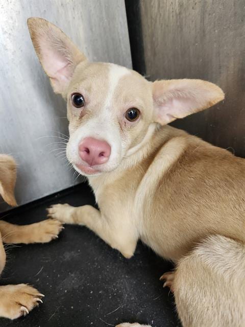 Photo of Blue Eyes, adoptable Chihuahua in San Antonio, Texas