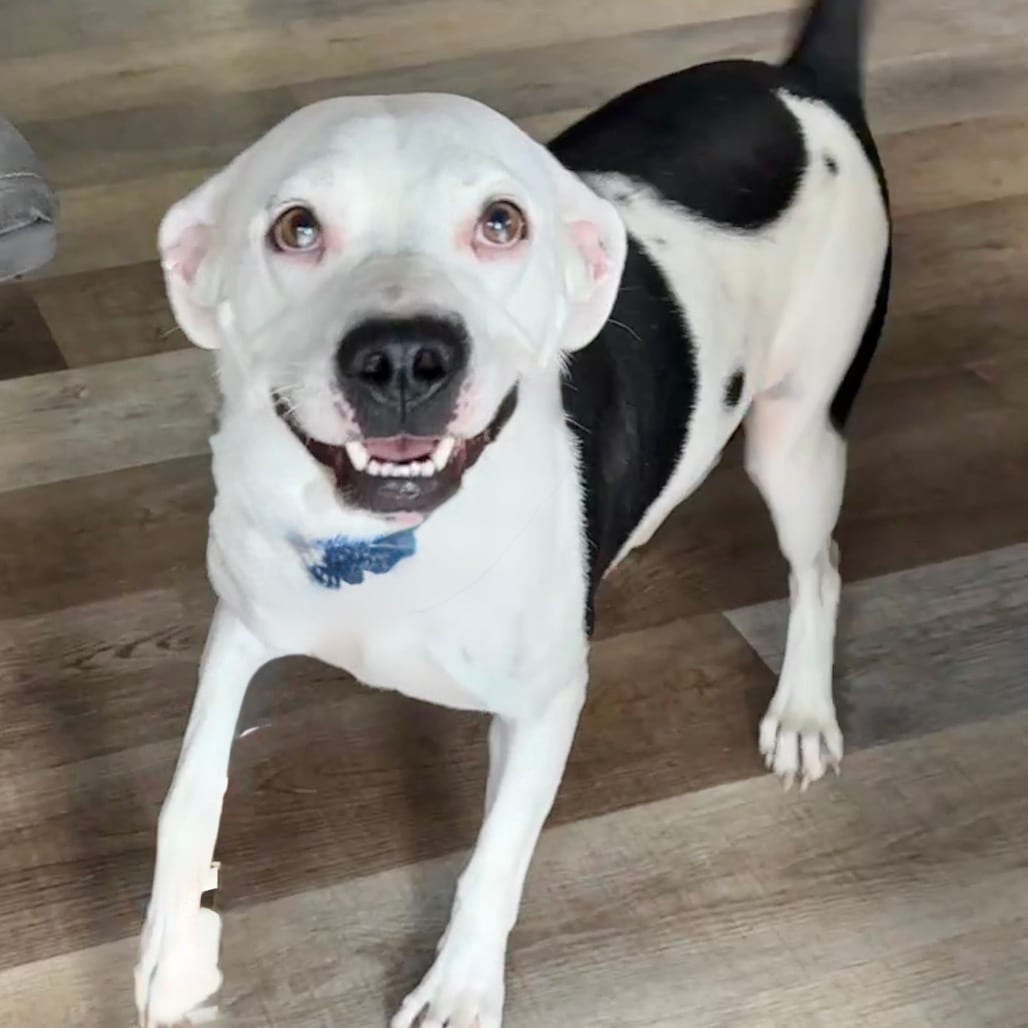 Photo of Chunk Fc TM, adoptable Terrier, Pit Bull / Mixed Breed (Large) in Union, Missouri