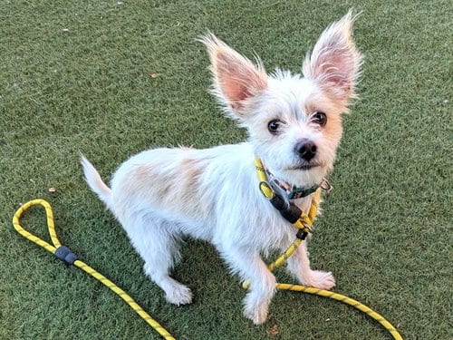Photo of Radar, adoptable Cairn Terrier in Phoenix, Arizona