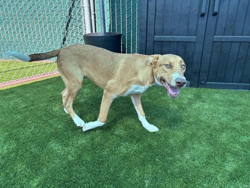 Photo of Archie Thomas, adoptable Labrador Retriever in San Bernardino, California