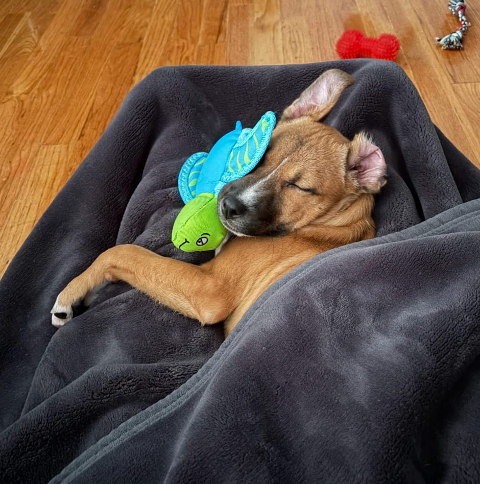 Photo of Peach, adoptable Shepherds (All Types) in Brooklyn, New York