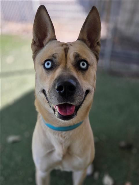 Photo of Snow, adoptable German Shepherd Dog in Woodland, California