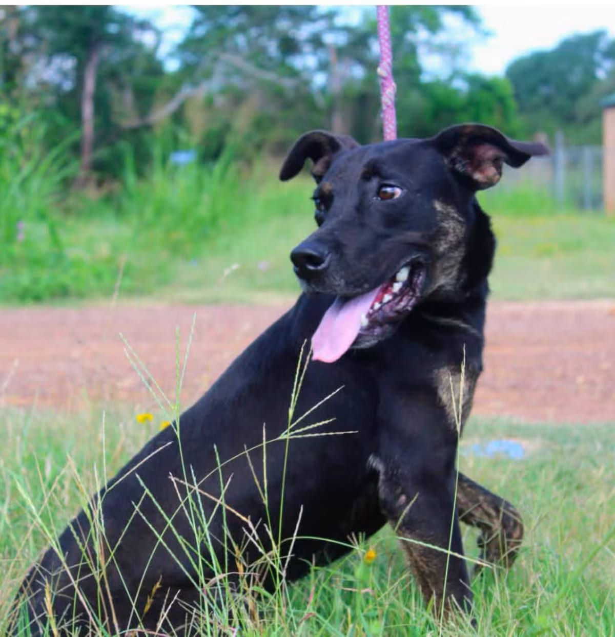 Photo of Louise, adoptable Black Mouth Cur in Jacksonville, Texas