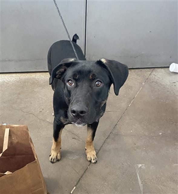 Photo of Tekko, adoptable Mixed Breed