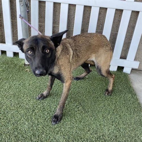 Photo of A614694, adoptable Belgian Shepherd Malinois in Modesto, California