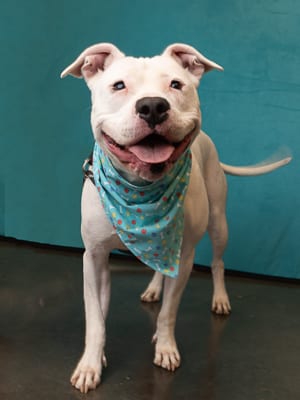 Photo of Kali, adoptable dog in Atlanta, Georgia