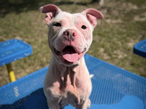 Photo of Jamie, adoptable American Bulldog in Tavares, Florida