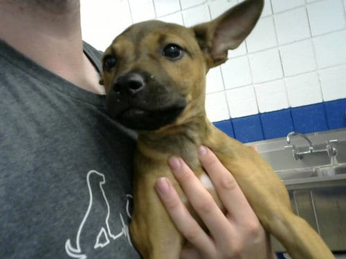 Photo of Roadhouse, adoptable Rhodesian Ridgeback in Albuquerque, New Mexico