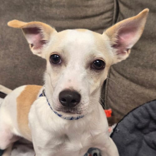 Photo of Ritz, adoptable Chihuahua in Normal, Illinois