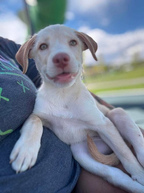 Photo of Sunny, adoptable Labrador Retriever in MIDWAY, Utah