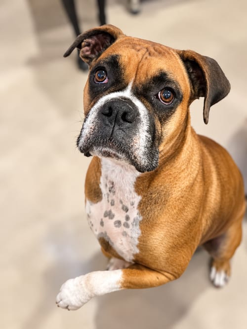 Photo of Ellie Mae, adoptable Boxer in Monticello, New Jersey