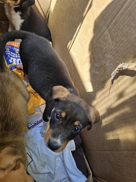 Photo of A171723, adoptable German Shepherd Dog in Bakersfield, California