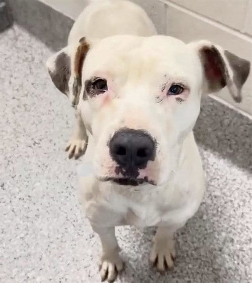 Photo of Lady, adoptable American Pit Bull Terrier in Houston, Texas