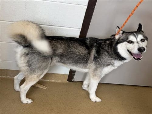 Photo of Cody, adoptable Siberian Husky in Derwood, Maryland