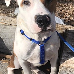 Photo of Sammy, adoptable Boxer Labrador Retriever in Waxhaw, North Carolina