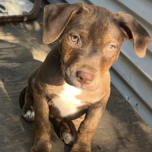 Photo of Noah, adoptable Pit Bull Terrier in Hayward, California