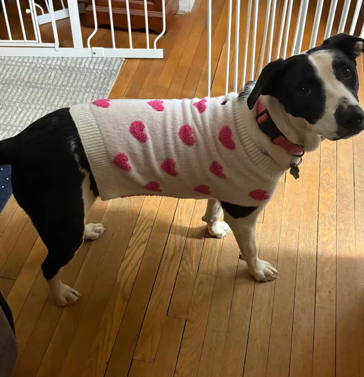 Photo of Gracie, adoptable Pointer in Reisterstown, Maryland
