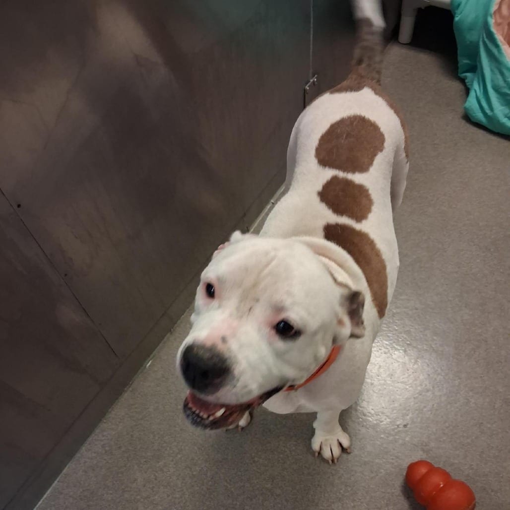 Photo of Mama Jama, adoptable Terrier, American Pit Bull in Baltimore, Maryland