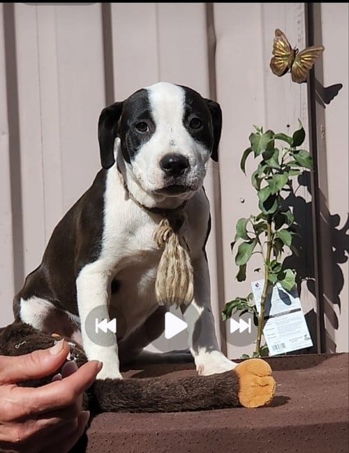 Photo of Oreo, adoptable Pit Bull Terrier in San Diego, California