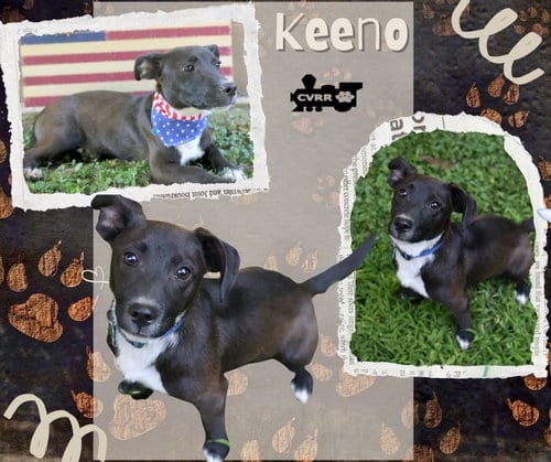 Photo of Keeno, adoptable Chihuahua in Lindsay, California