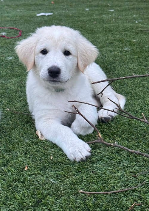 Photo of Gregory, adoptable Great Pyrenees in Denver, Colorado