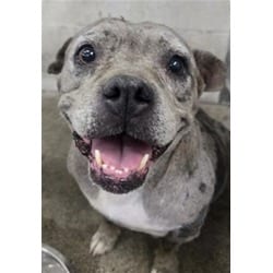 Photo of Dahlia, adoptable American Pit Bull Terrier in San Bernardino, California