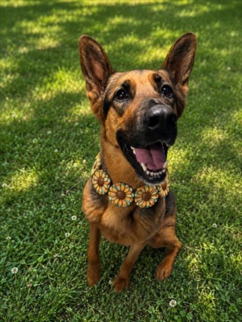 Photo of June, adoptable German Shepherd Dog in Clinton Township, Michigan