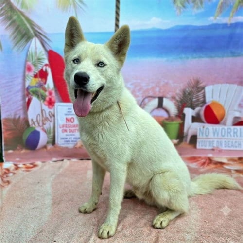 Photo of Leslie, adoptable Husky in Long Beach, California