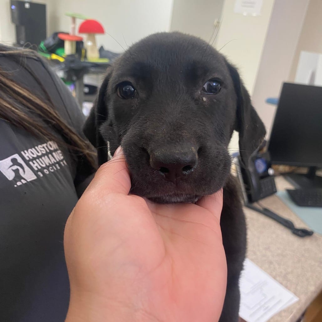 Photo of Mabel, adoptable Mixed Breed (Medium) in Houston, Texas