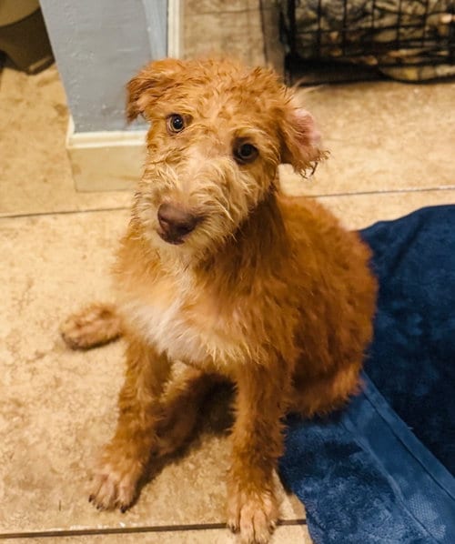 Photo of Jen, adoptable Poodle (unknown type) in Claremore, Oklahoma