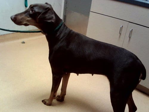 Photo of A1055101, adoptable Doberman Pinscher in Martinez, California