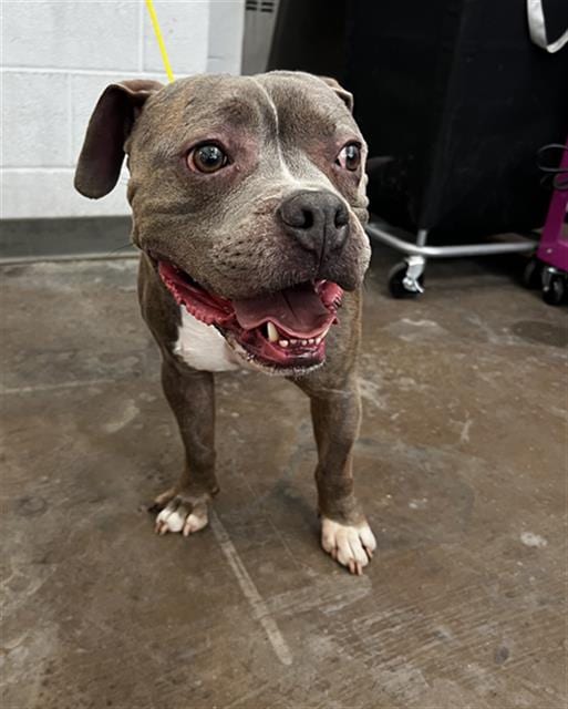 Photo of Tatum, adoptable Mixed Breed