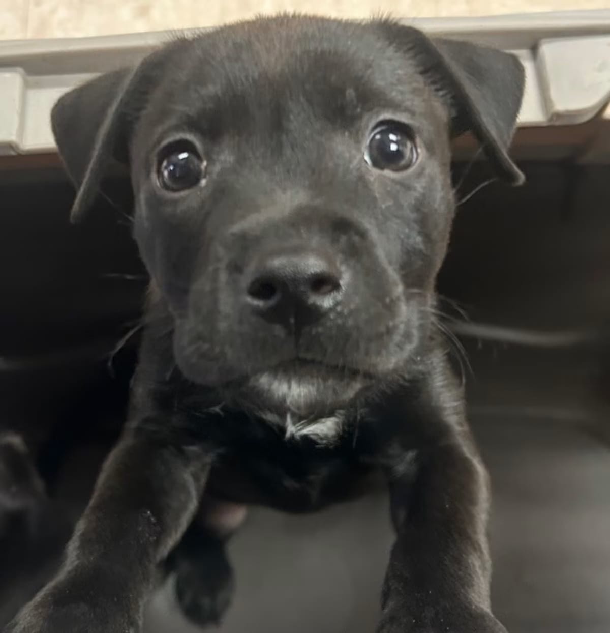 Photo of Bean, adoptable Labrador Retriever in Benton, Arkansas