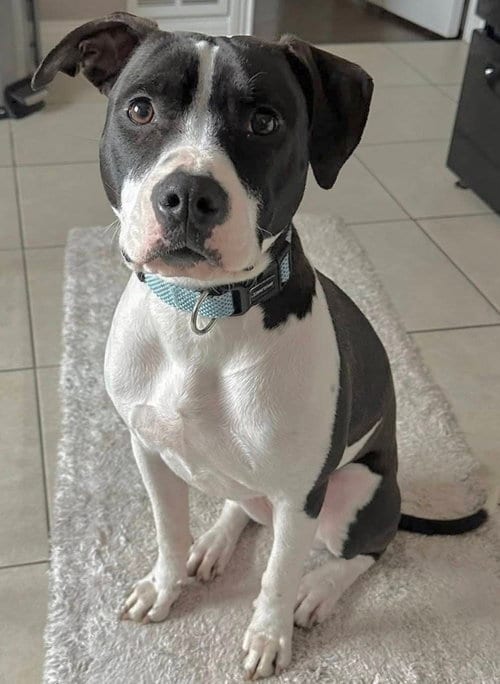 Photo of Dotty, adoptable American Pit Bull Terrier in Germantown, Ohio